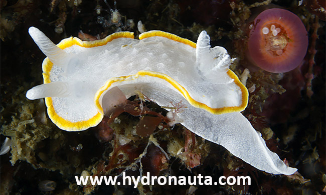 Diaphorodoris alba